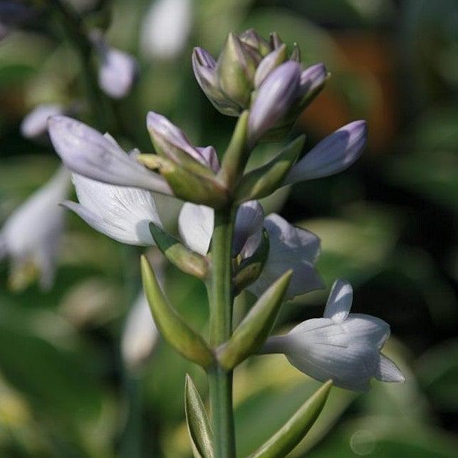 Hosta, First Frost Hosta - Image 4