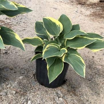 Hosta, First Frost Hosta - Image 5