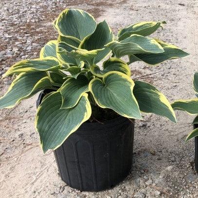 Hosta, First Frost Hosta - Image 6