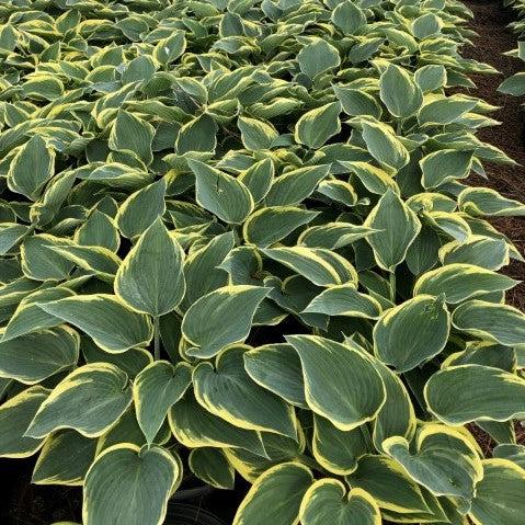 Hosta, First Frost Hosta - Image 7