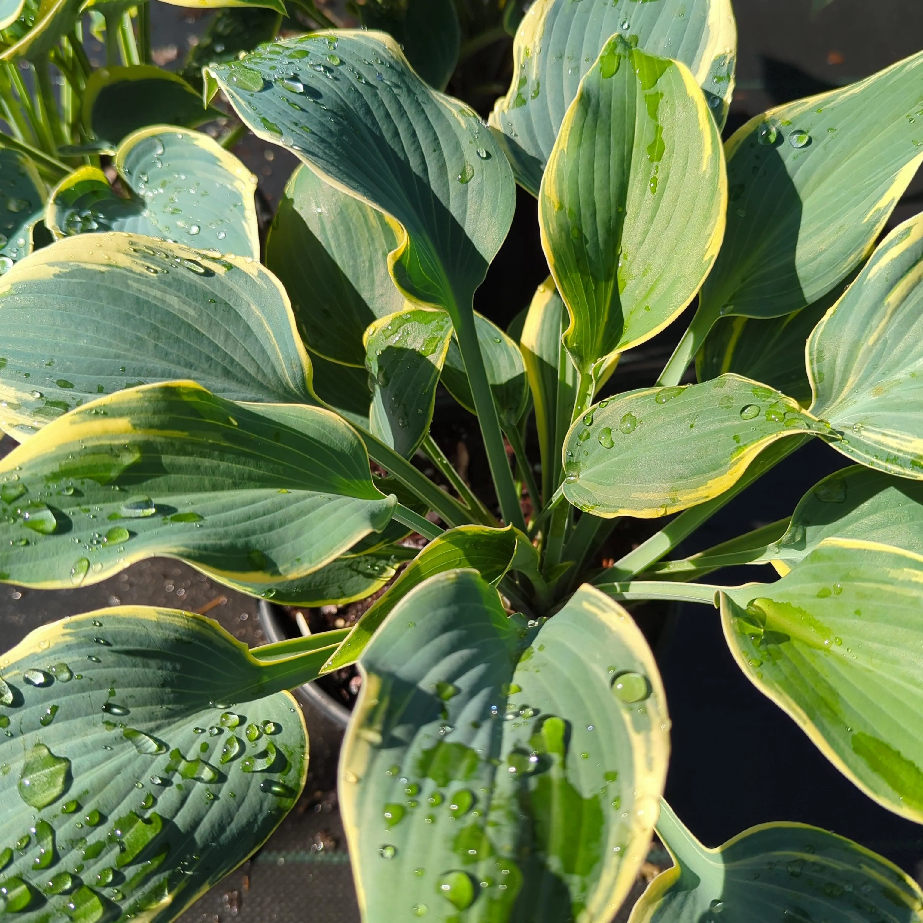 Hosta, First Frost Hosta - Image 8