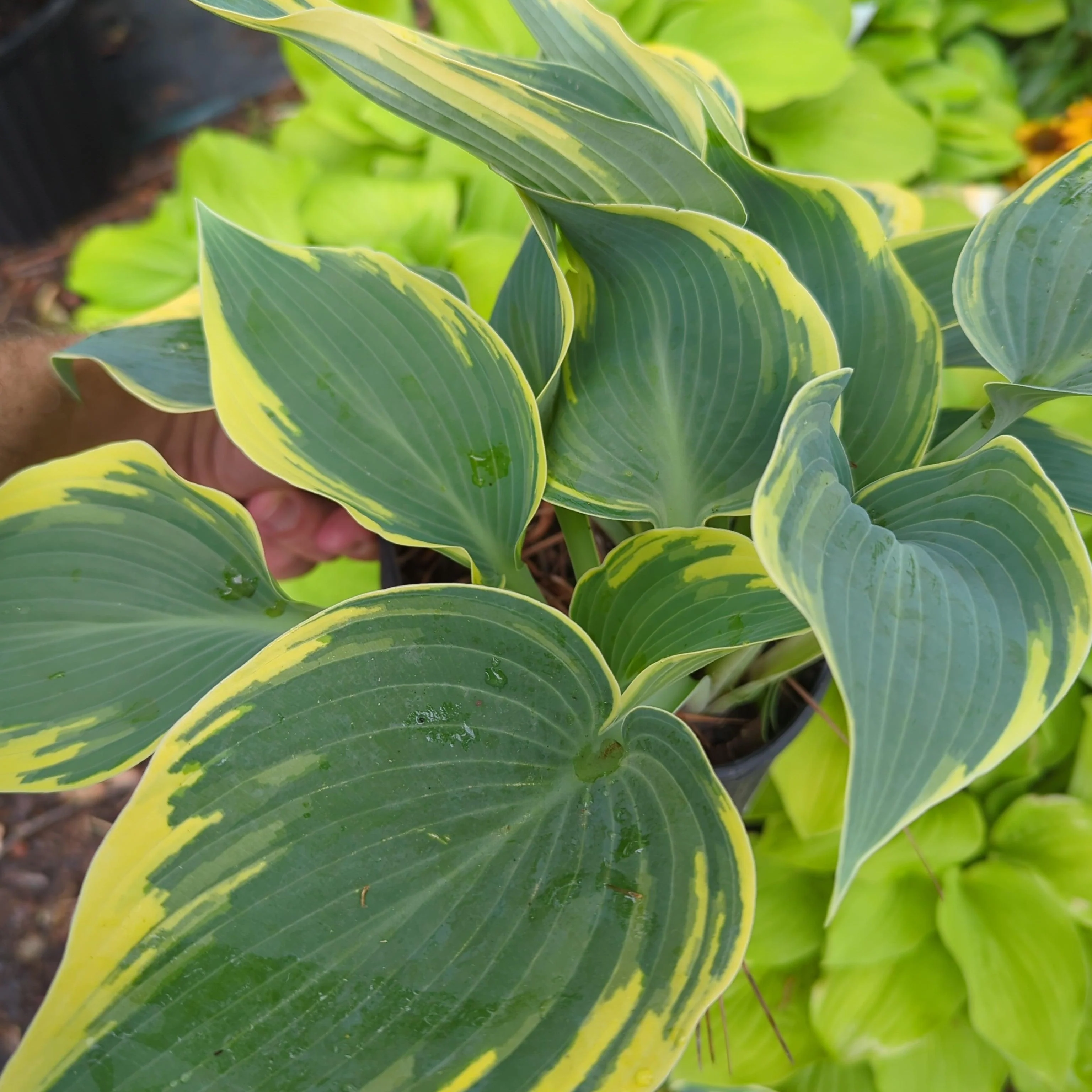Hosta, First Frost Hosta - Image 9