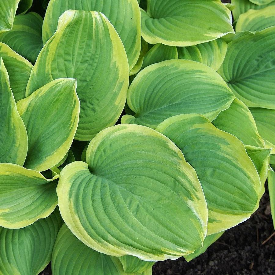 Hosta, Fragrant Bouquet Hosta - Image 2