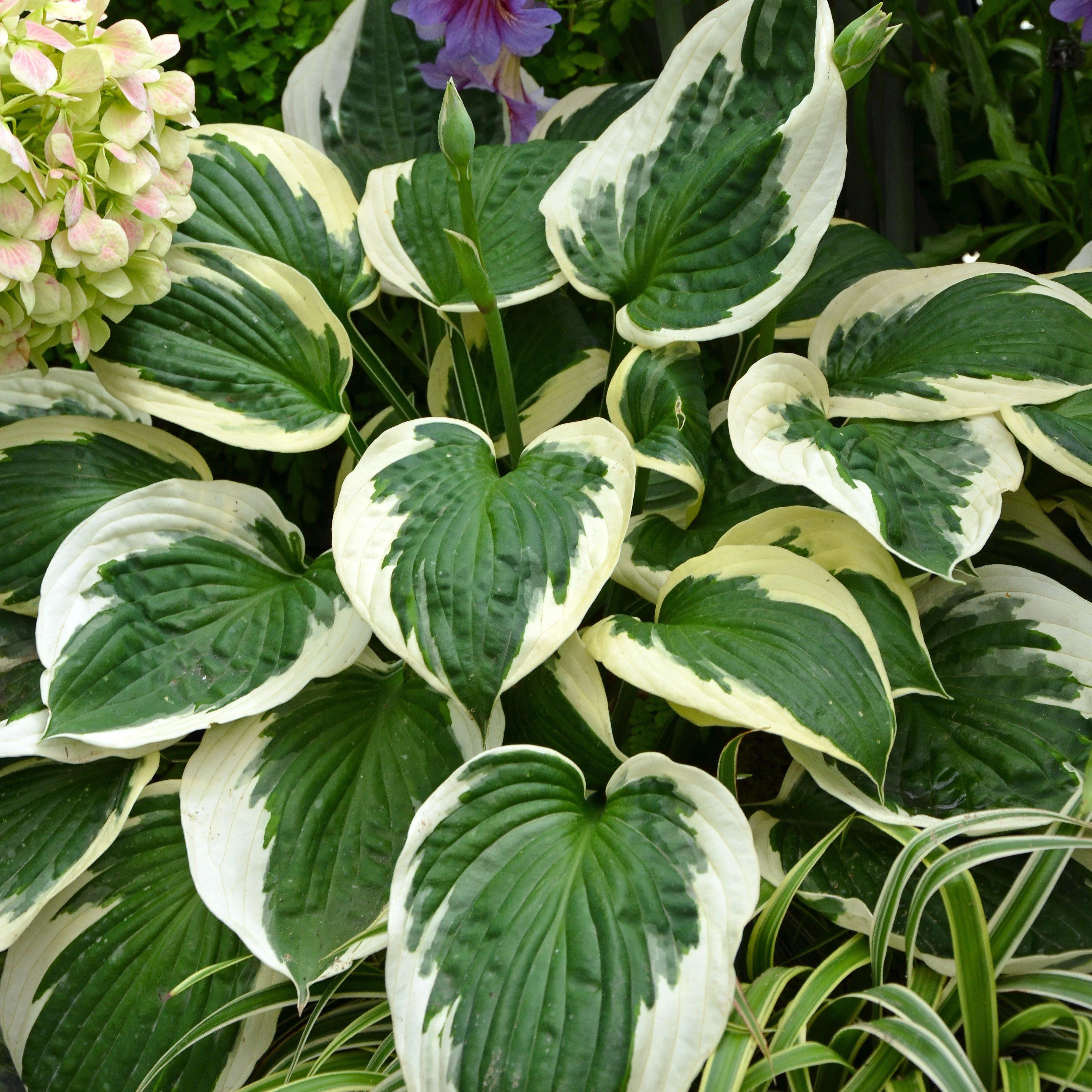Hosta, Francee Hosta - Image 2