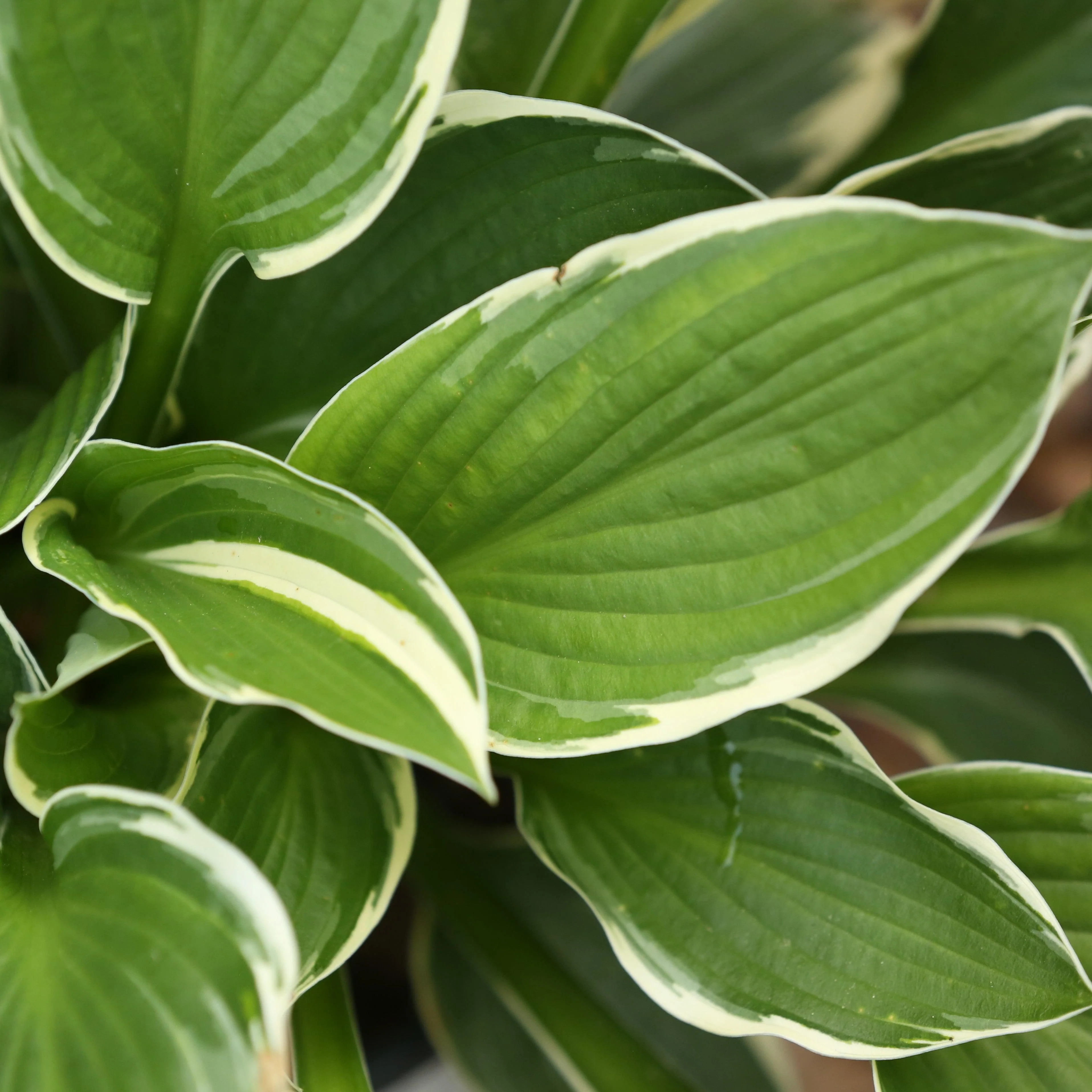 Hosta, Francee Hosta - Image 3