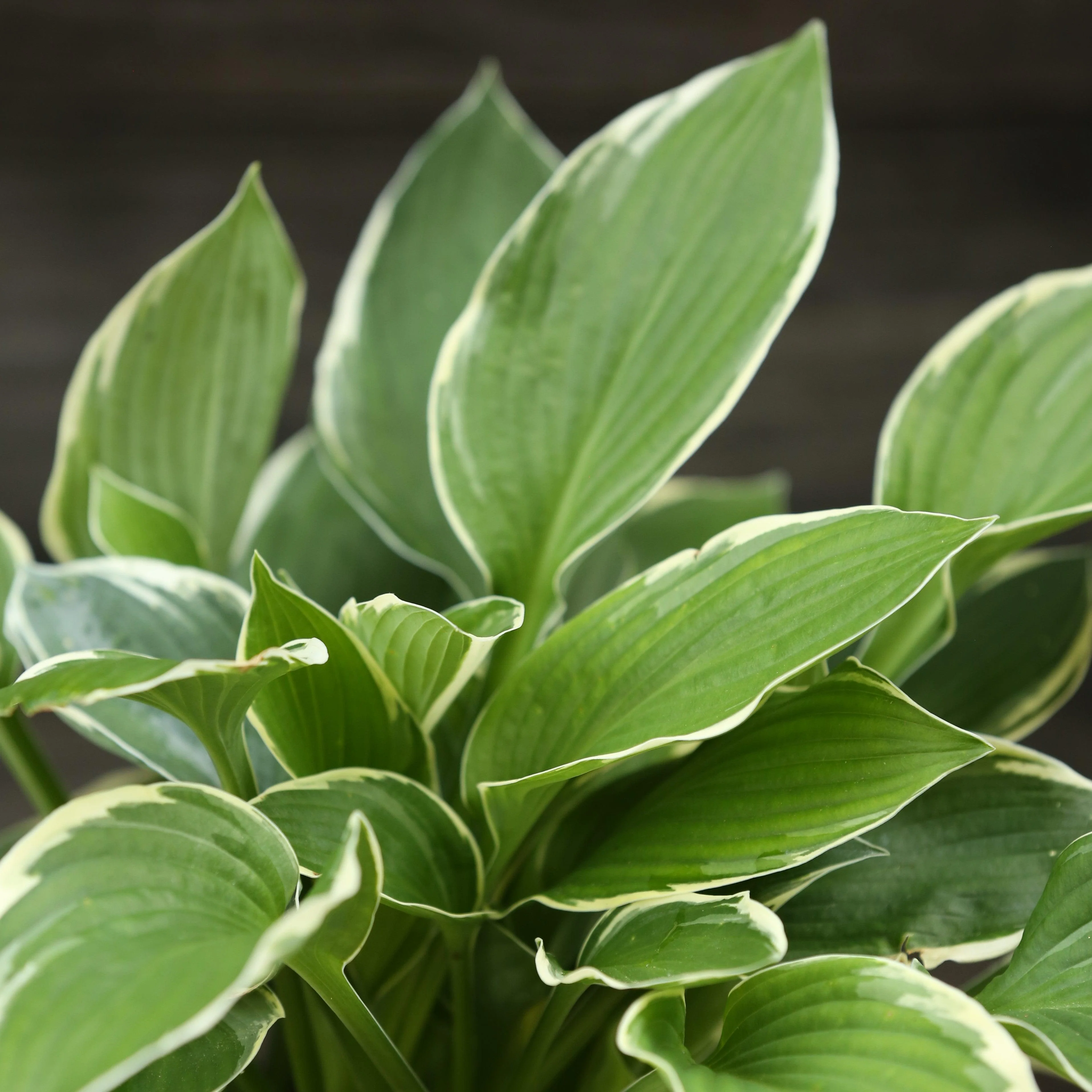 Hosta, Francee Hosta - Image 4