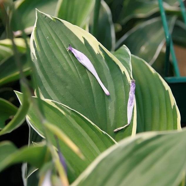 Hosta, Francee Hosta - Image 5