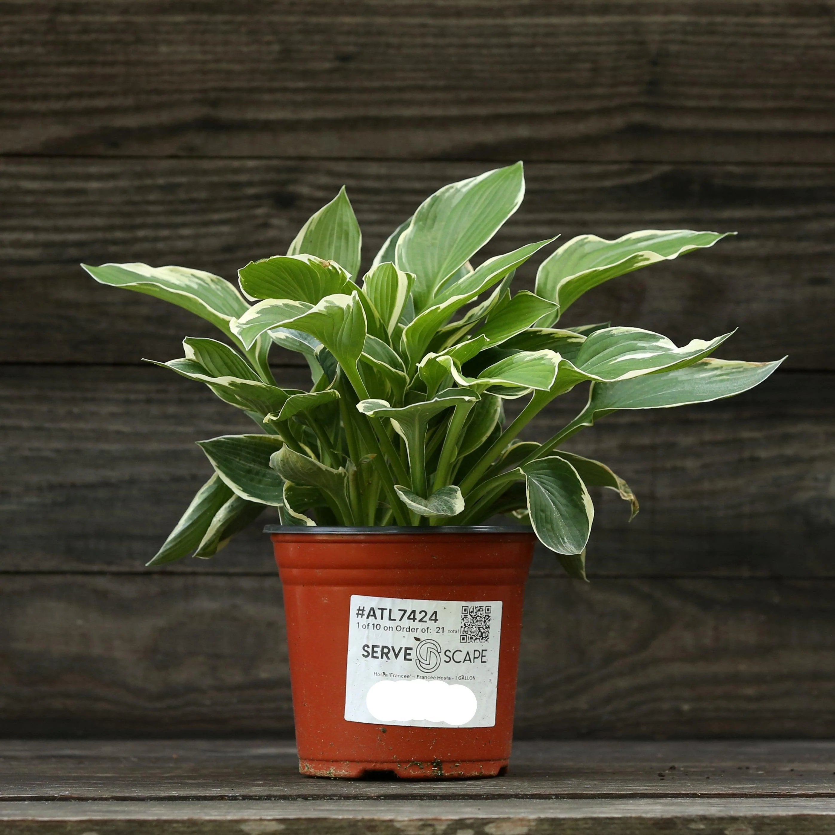 Hosta, Francee Hosta - Image 6