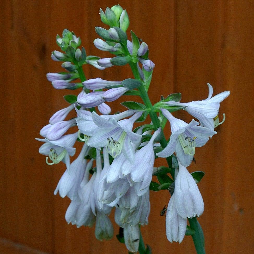 Hosta, Frances Williams Hosta - Image 3