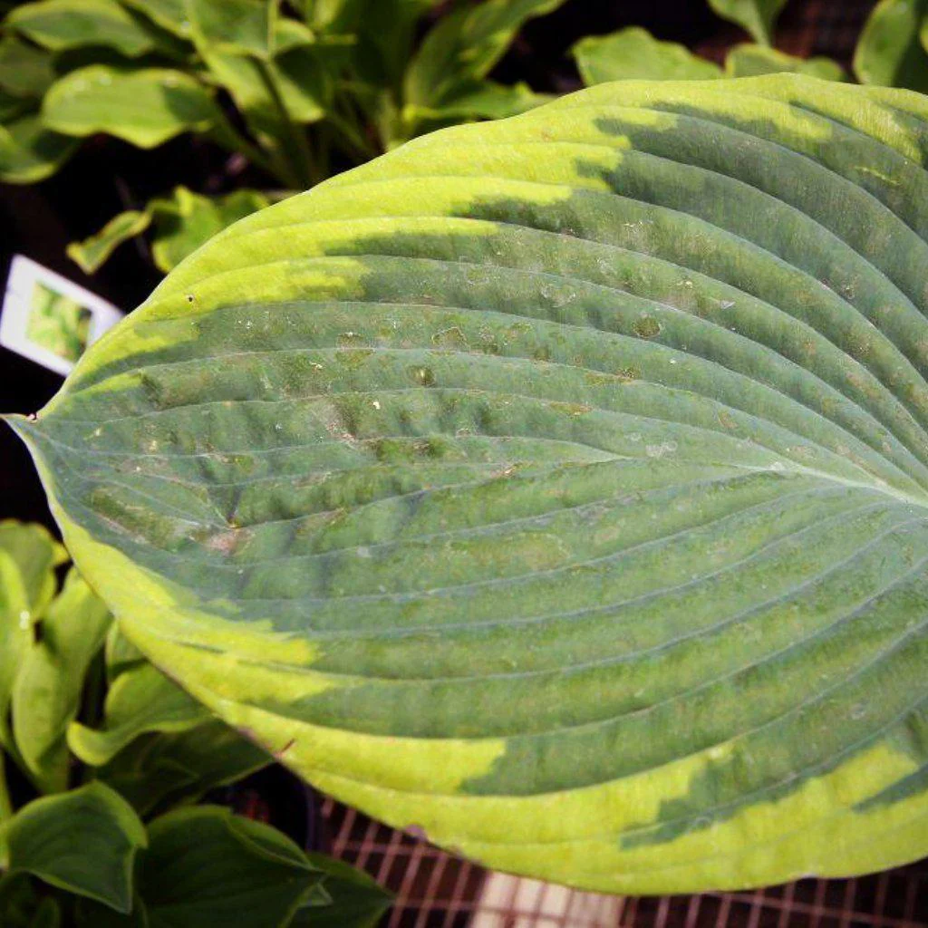Hosta, Frances Williams Hosta - Image 4