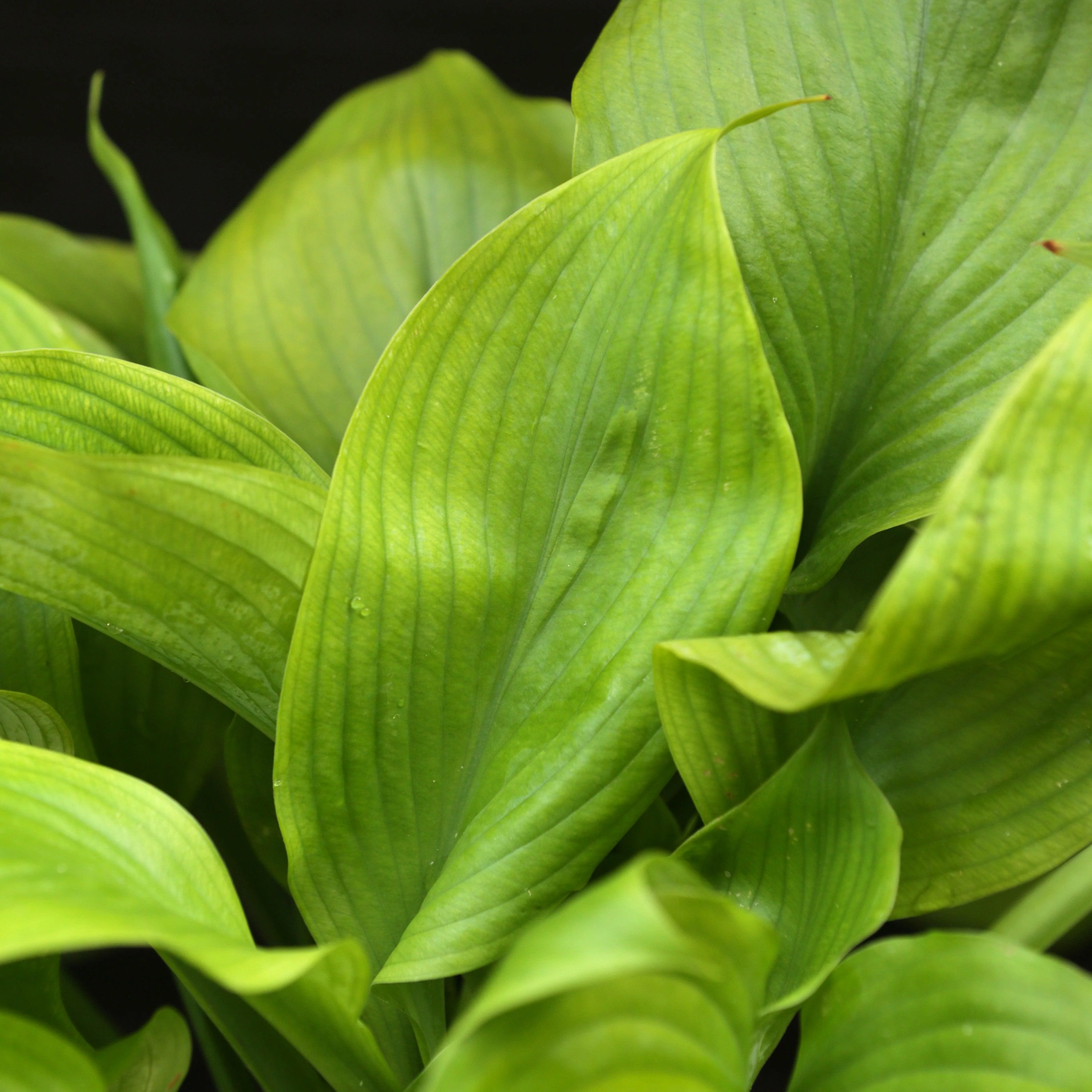 Hosta, Guacamole Hosta - Image 11