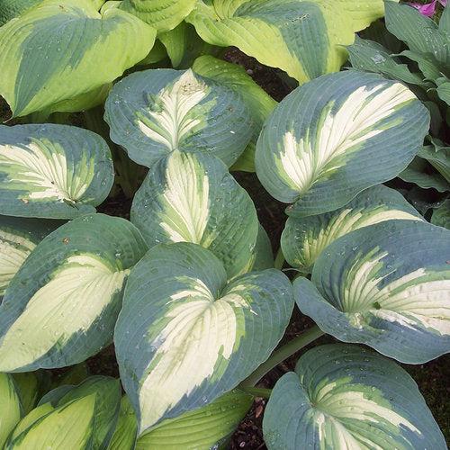Hosta, PW® Shadowland® Hudson Bay Hosta - Image 2