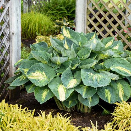 Hosta, PW® Shadowland® Hudson Bay Hosta - Image 3