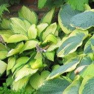 Hosta, Island Breeze Hosta - Image 3