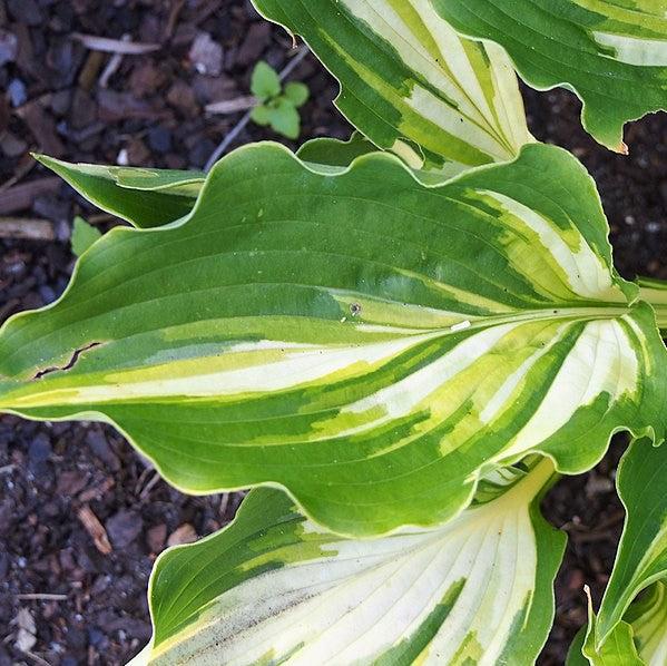 Hosta, Lakeside Paisley Print Hosta - Image 2
