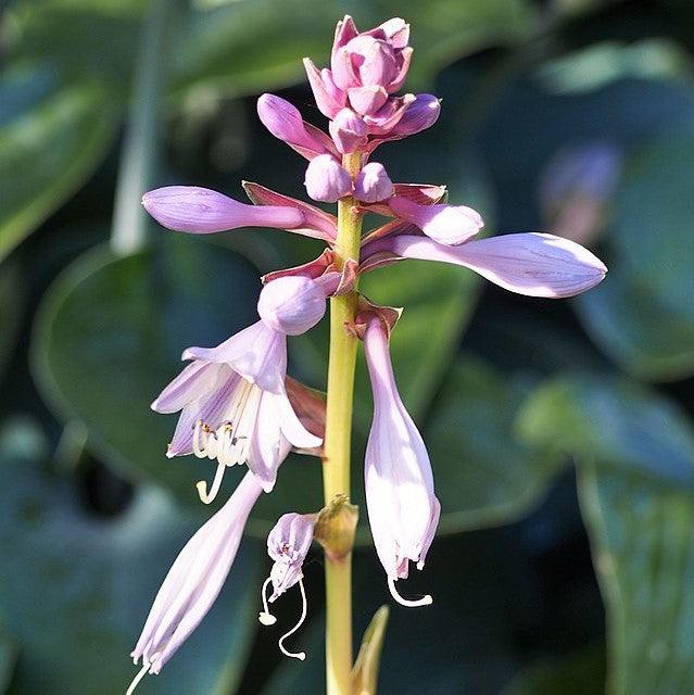 Hosta, Lakeside Paisley Print Hosta - Image 3