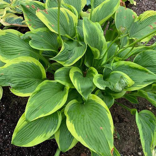 Hosta, PW® Shadowland® Lone Star Hosta