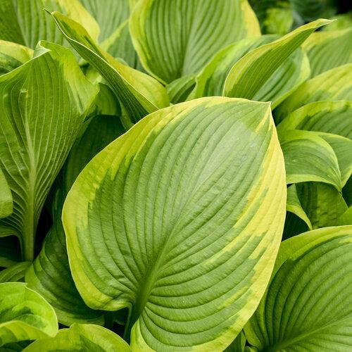 Hosta, PW® Shadowland® Lone Star Hosta - Image 2