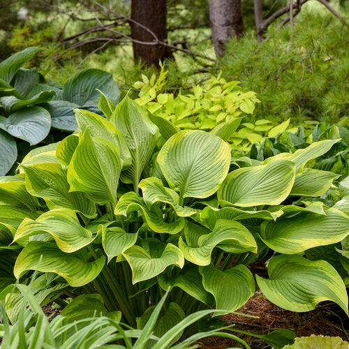 Hosta, PW® Shadowland® Lone Star Hosta - Image 3