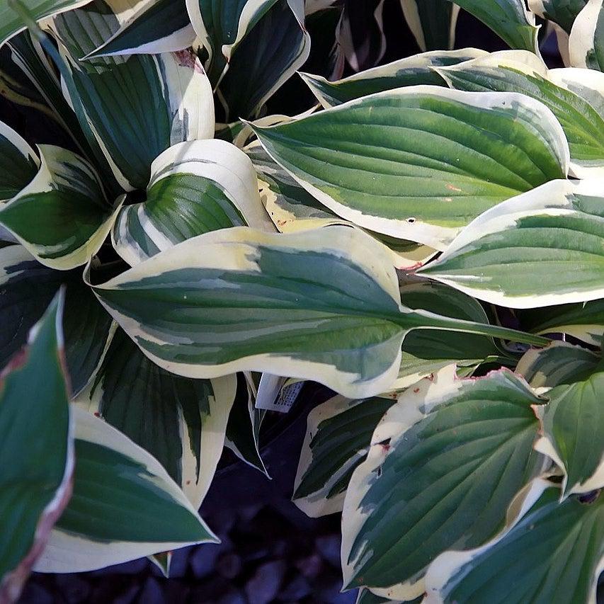 Hosta, Patriot Hosta - Image 3