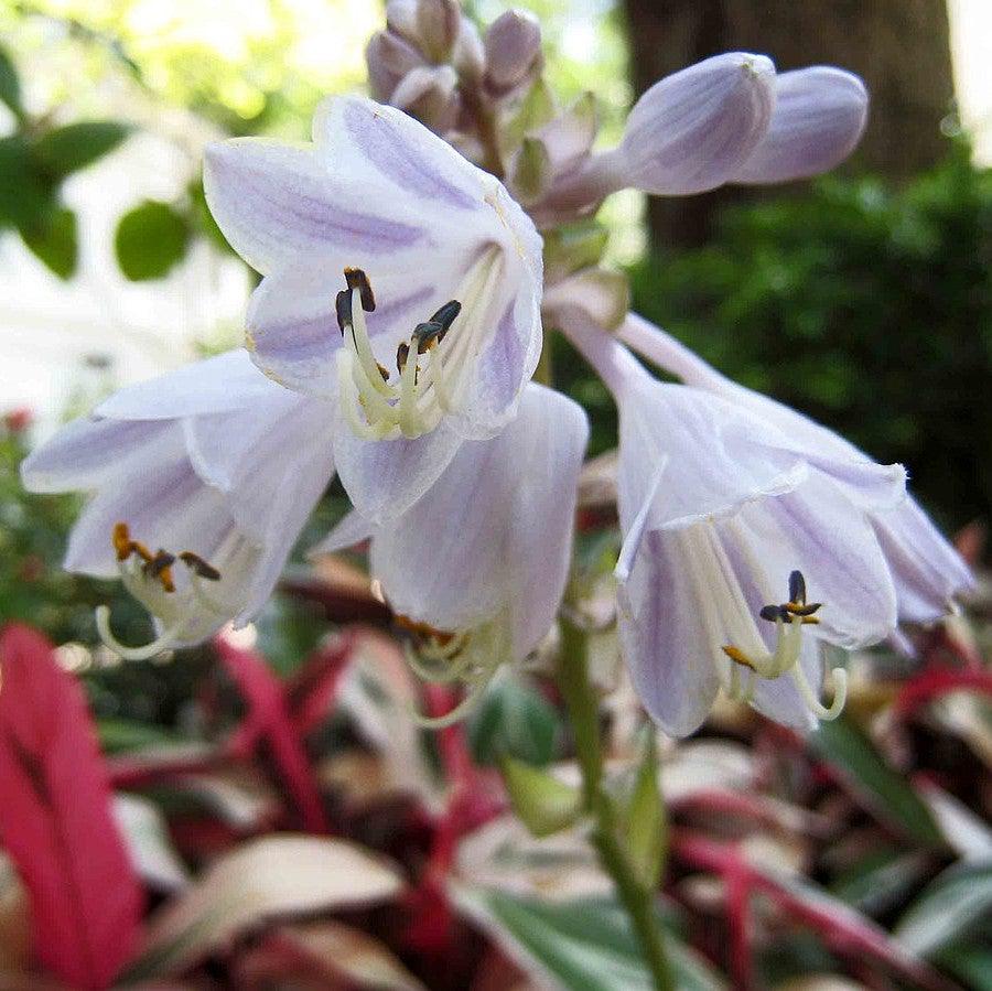 Hosta, Patriot Hosta - Image 4