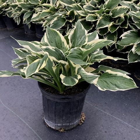 Hosta, Patriot Hosta - Image 5