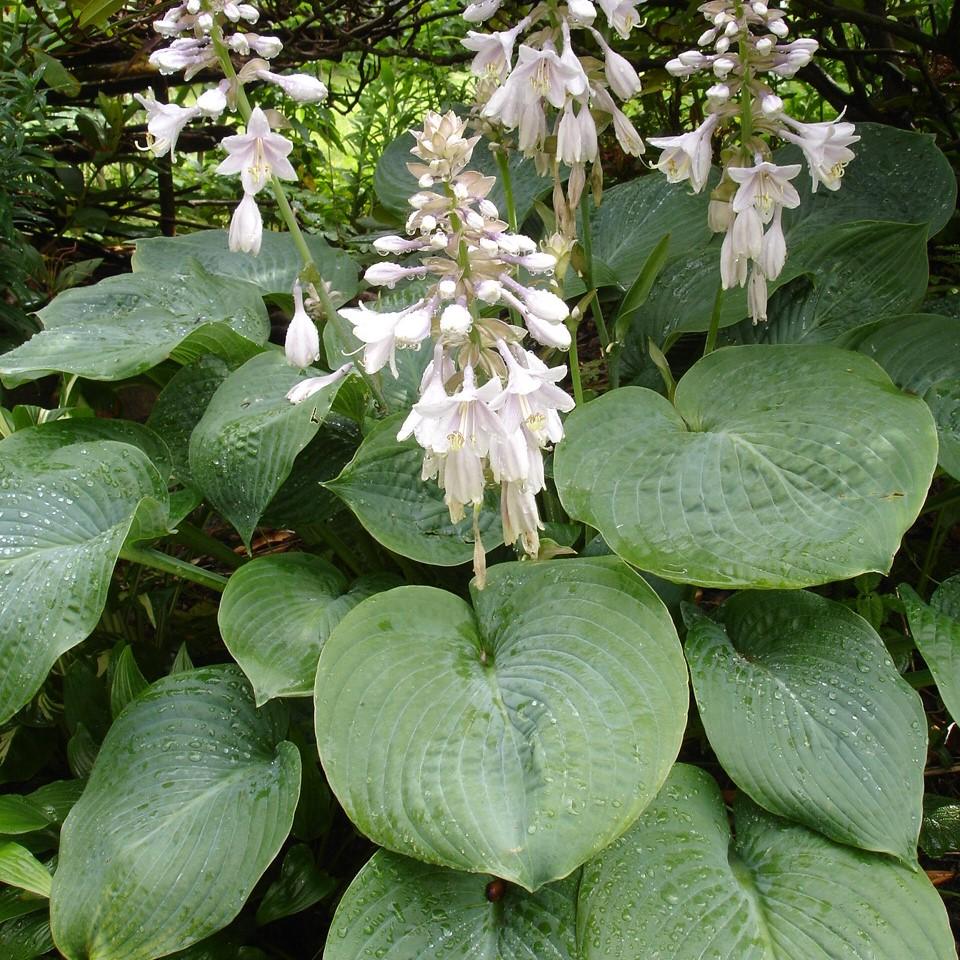 Hosta, Elegans Hosta