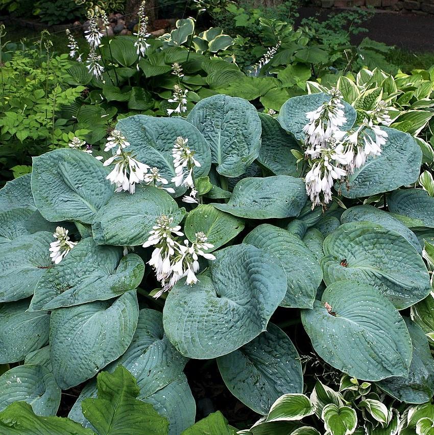 Hosta, Elegans Hosta - Image 2