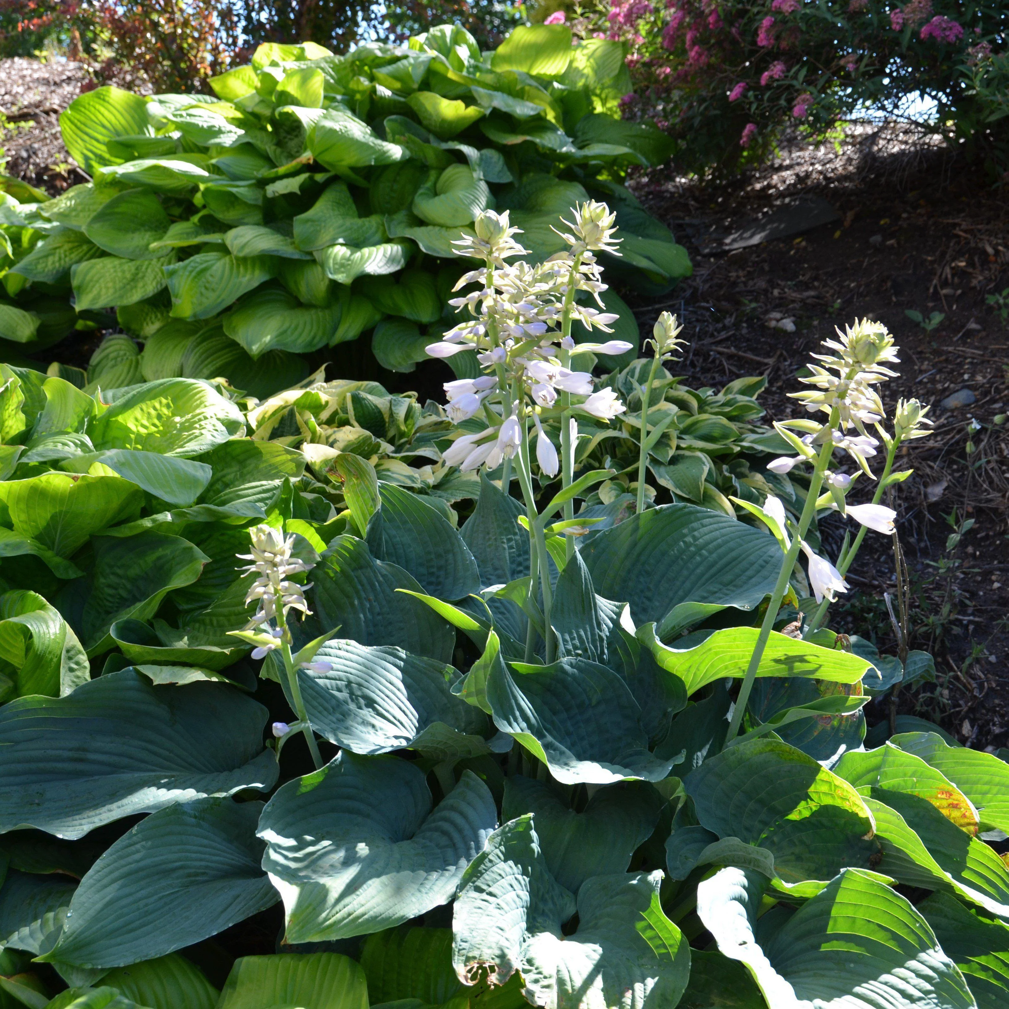 Hosta, Elegans Hosta - Image 3
