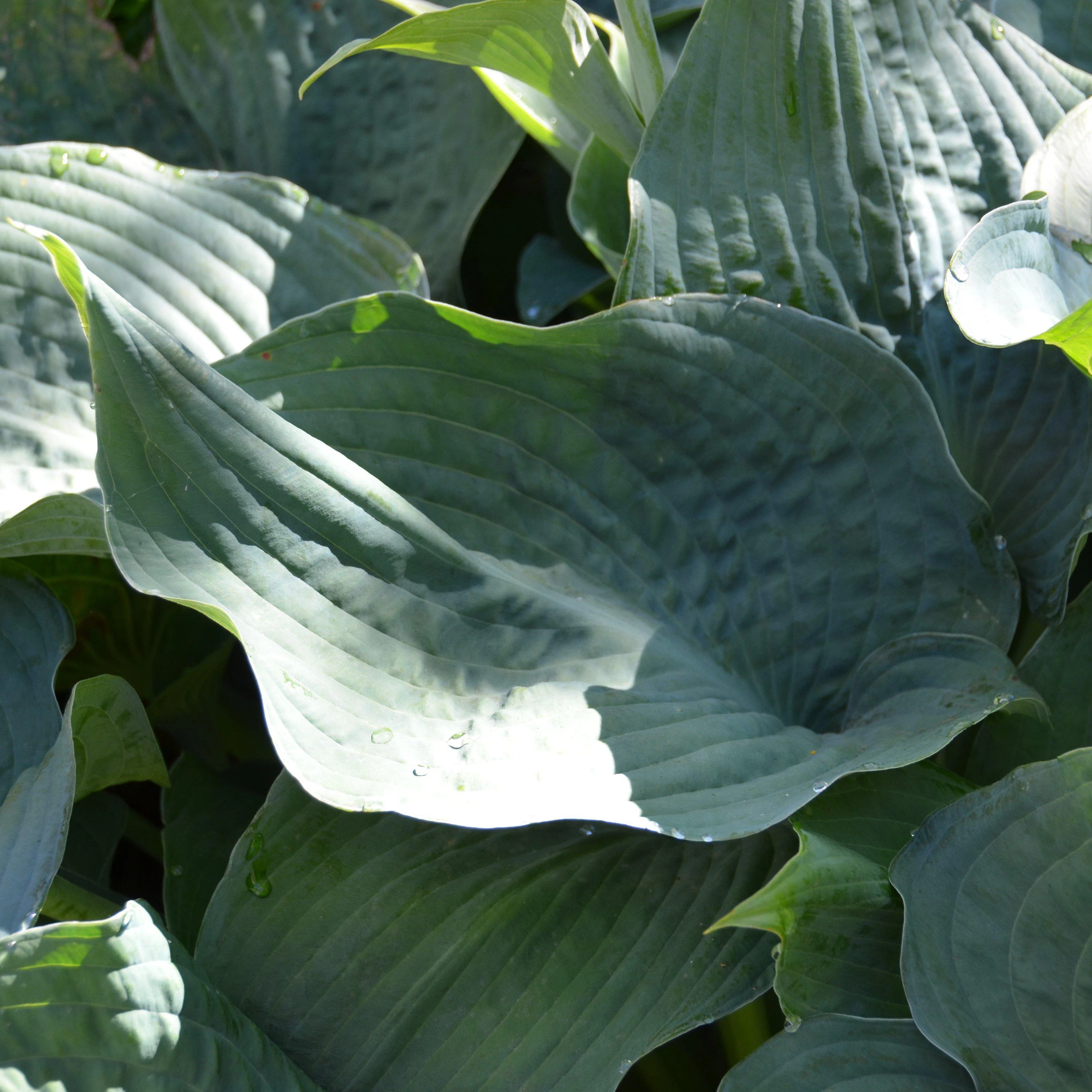 Hosta, Elegans Hosta - Image 4