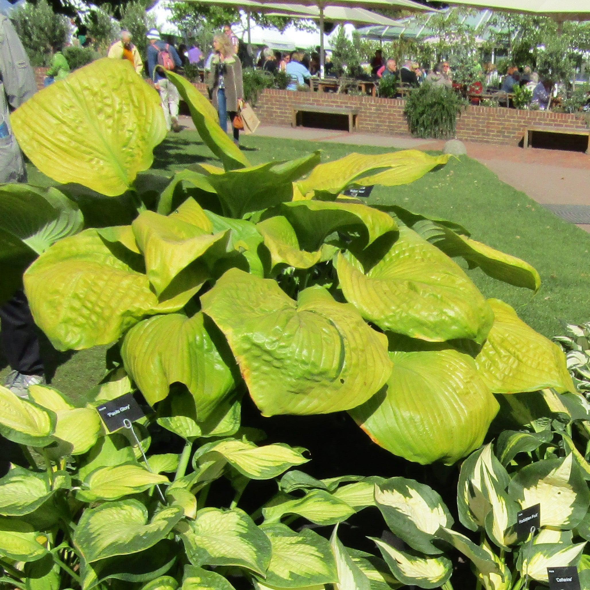 Hosta, Sum and Substance Hosta - Image 4