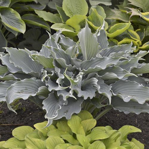 Hosta, PW® Shadowland® 'Waterslide' Hosta - Image 2