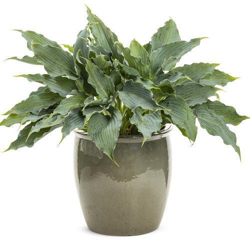 Hosta, PW® Shadowland® 'Waterslide' Hosta - Image 3