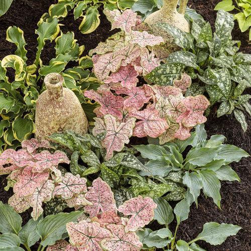 Hosta, PW® Shadowland® 'Waterslide' Hosta - Image 4