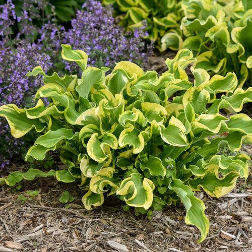 Hosta, PW® Shadowland® Wheee! Hosta - Image 4