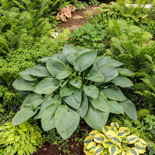 Hosta, PW® Shadowland® Empress Wu Hosta - Image 2