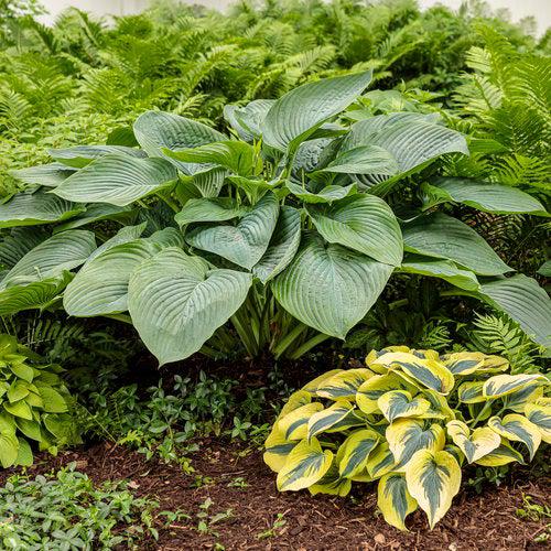 Hosta, PW® Shadowland® Empress Wu Hosta - Image 3