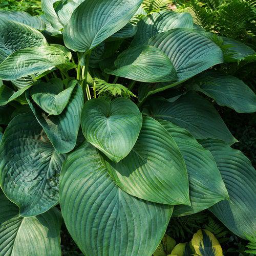 Hosta, PW® Shadowland® Empress Wu Hosta - Image 4
