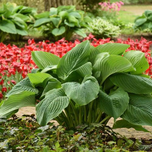 Hosta, PW® Shadowland® Empress Wu Hosta - Image 5