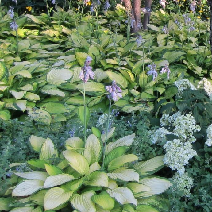 Hosta, Gold Standard Hosta