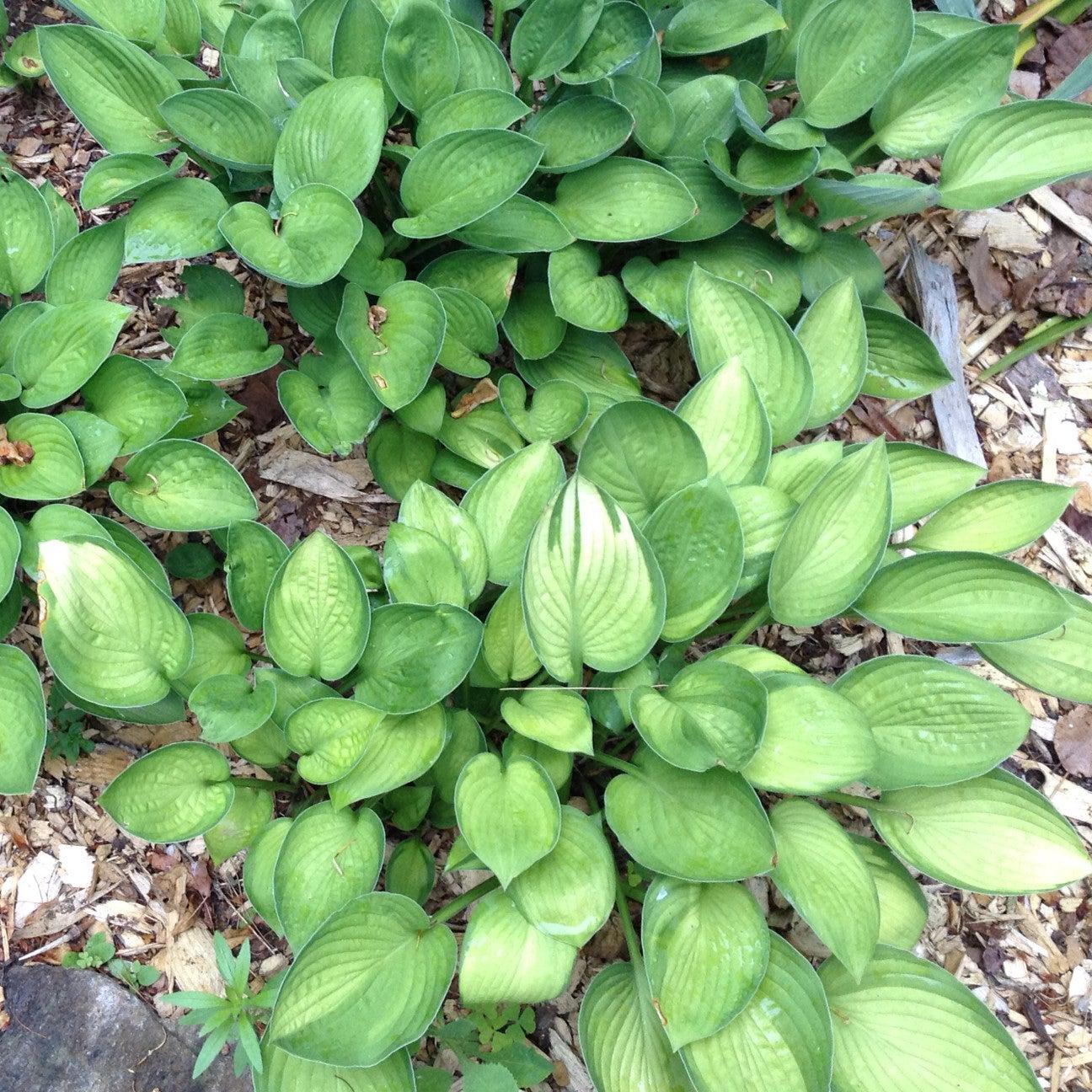Hosta, Gold Standard Hosta - Image 2