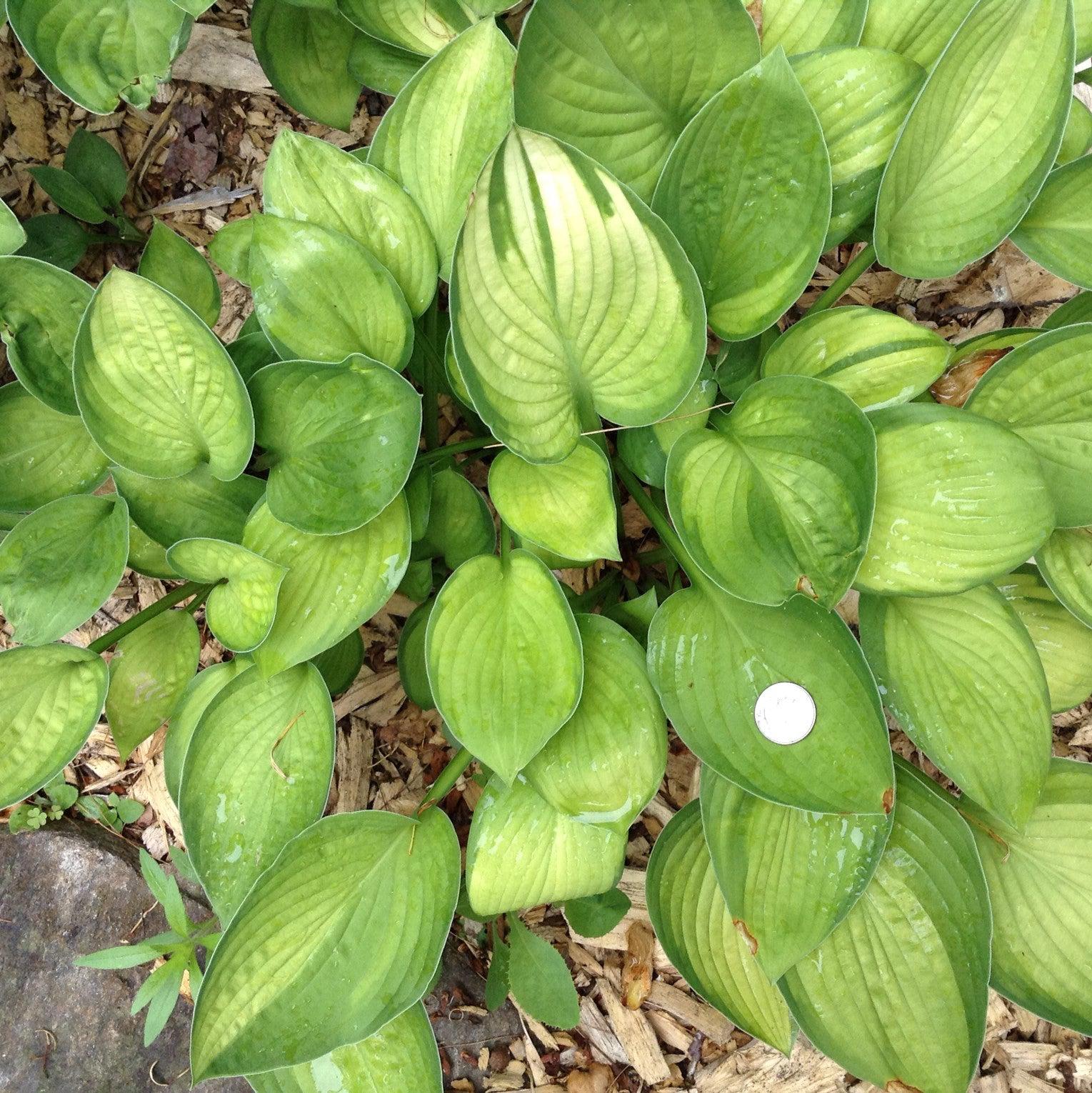 Hosta, Gold Standard Hosta - Image 3