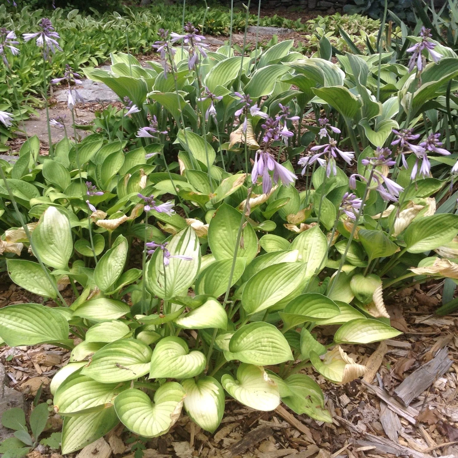 Hosta, Gold Standard Hosta - Image 4