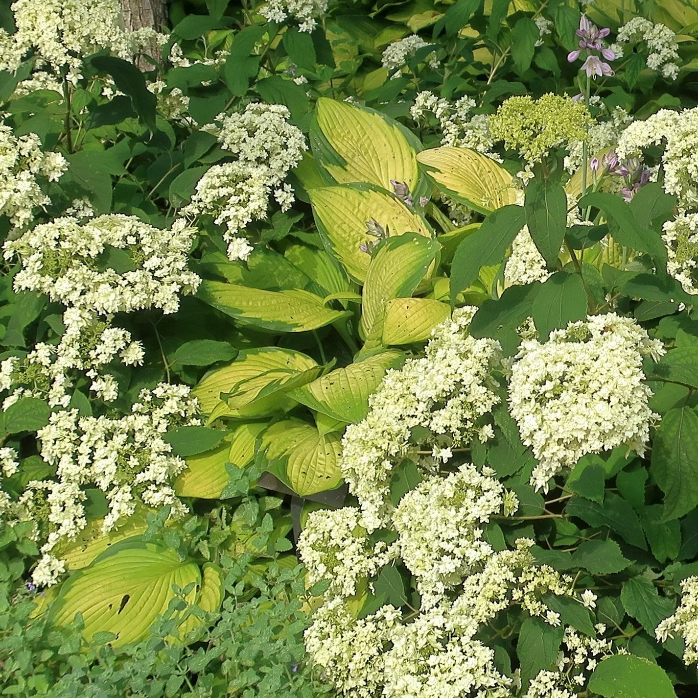 Hosta, Gold Standard Hosta - Image 5