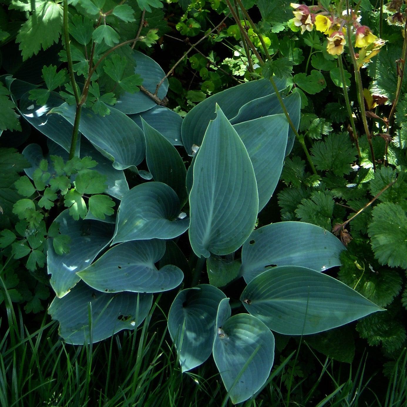 Hosta, Halcyon Hosta - Image 2