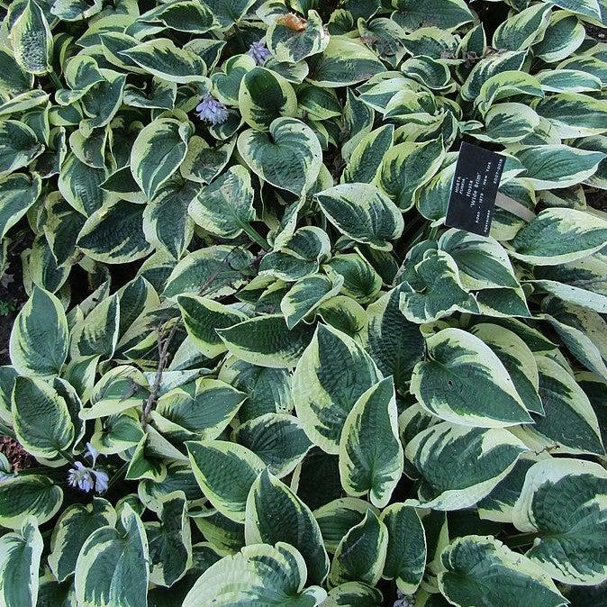 Hosta, Wide Brim Hosta - Image 2