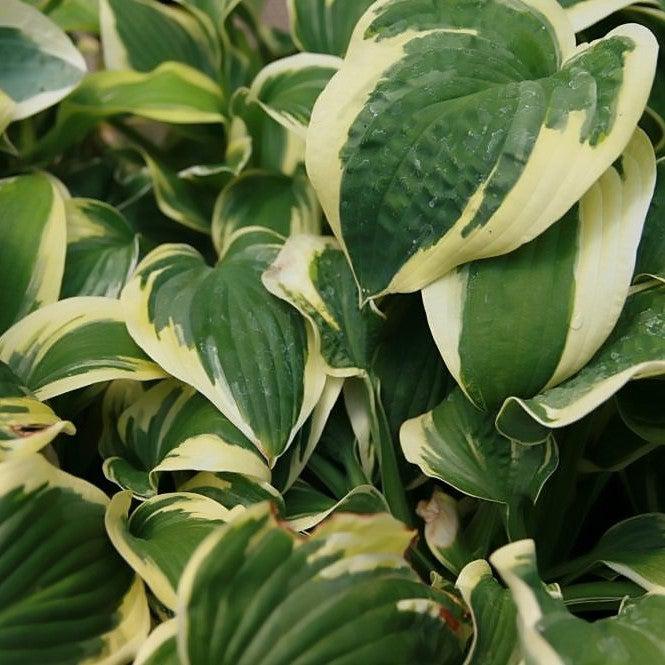 Hosta, Wide Brim Hosta - Image 3