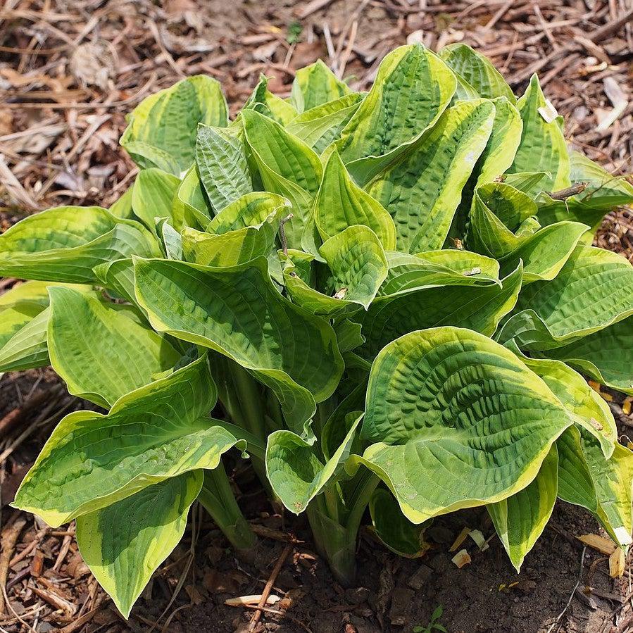 Hosta, Wide Brim Hosta - Image 4
