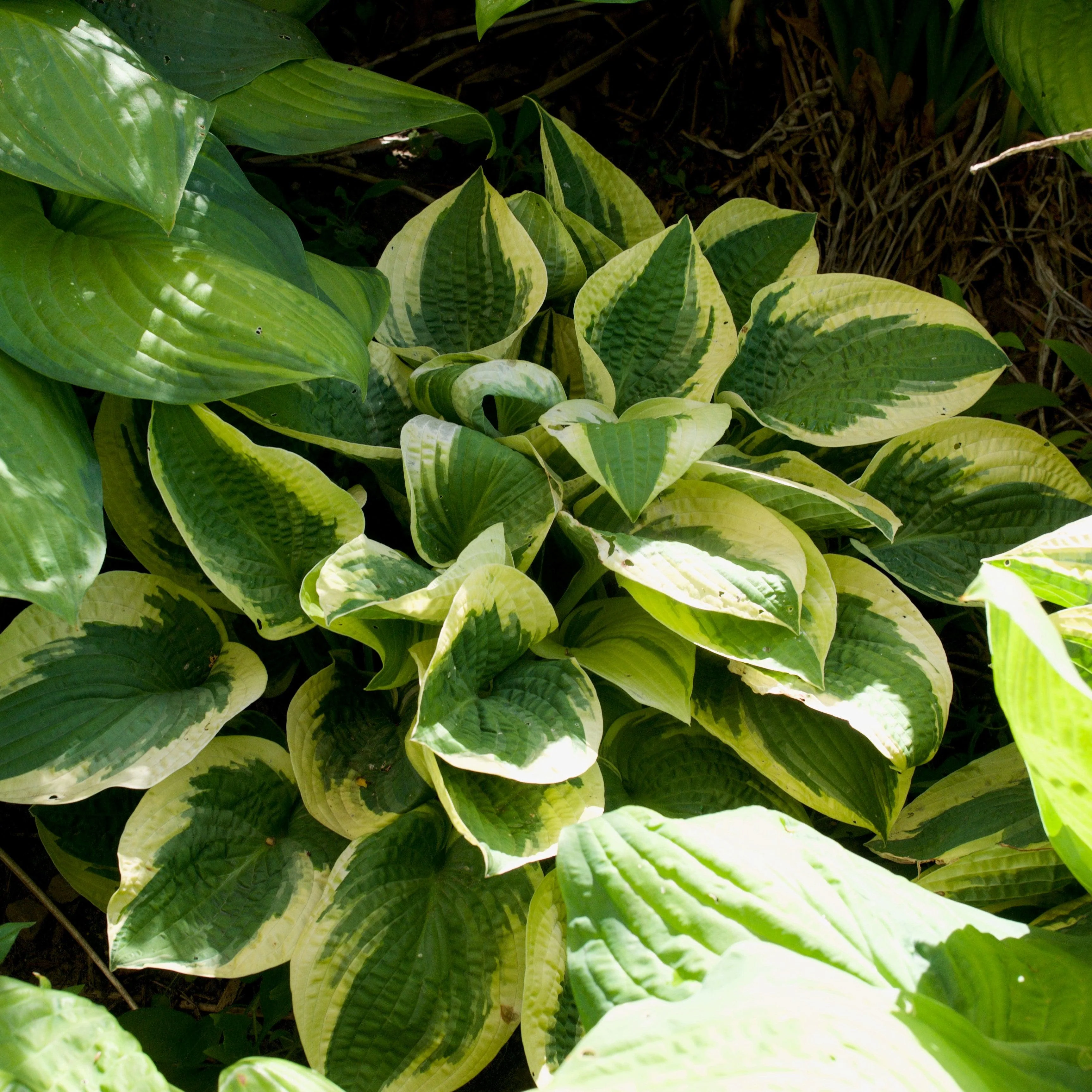 Hosta, Wide Brim Hosta - Image 5