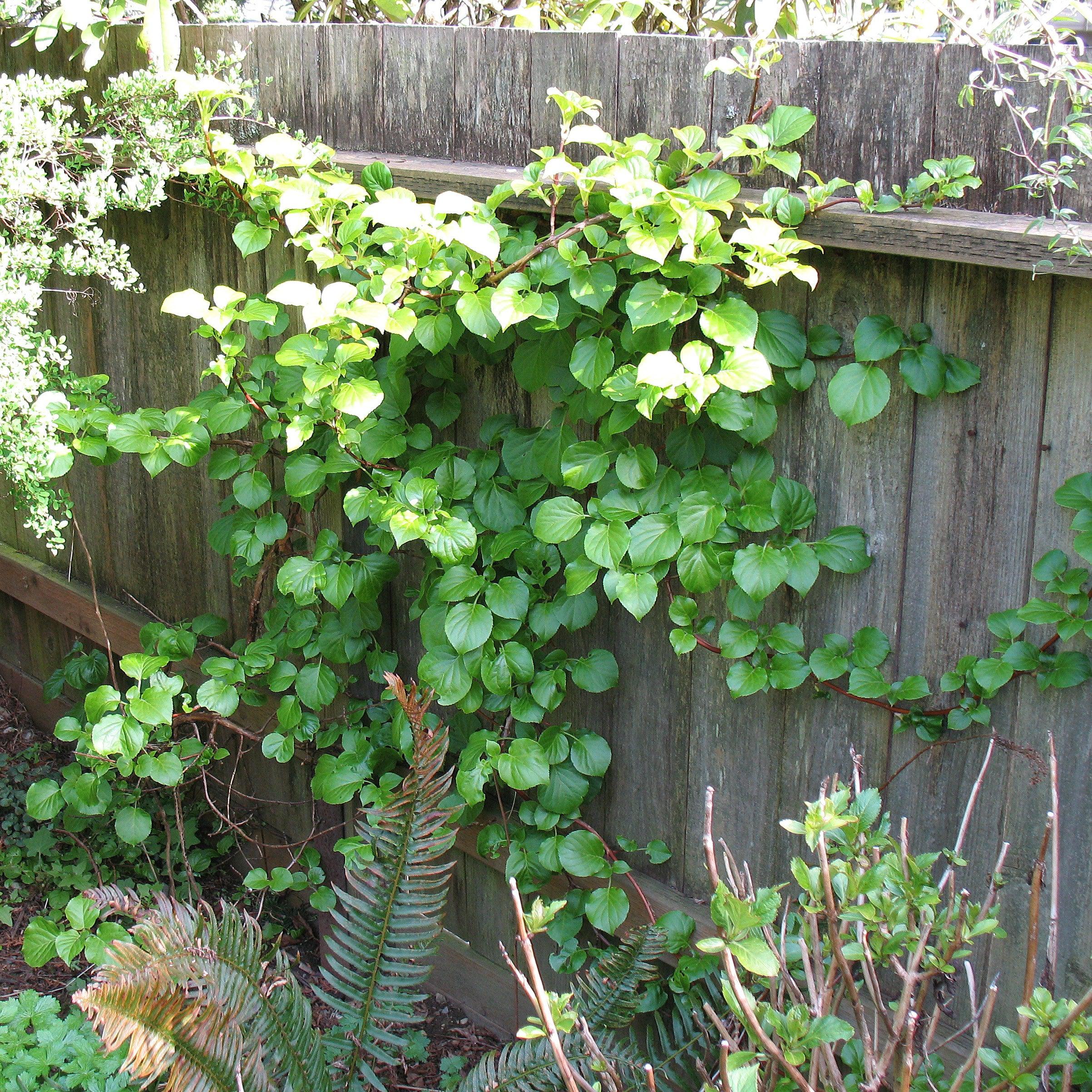 Hydrangea, Climbing Hydrangea - Image 3